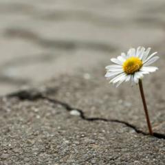 Recovery Recharged with Ellen Stewart: Pushy Broad From The Bronx®: Finding Your Resilience with Mindset Coach Sally Allen